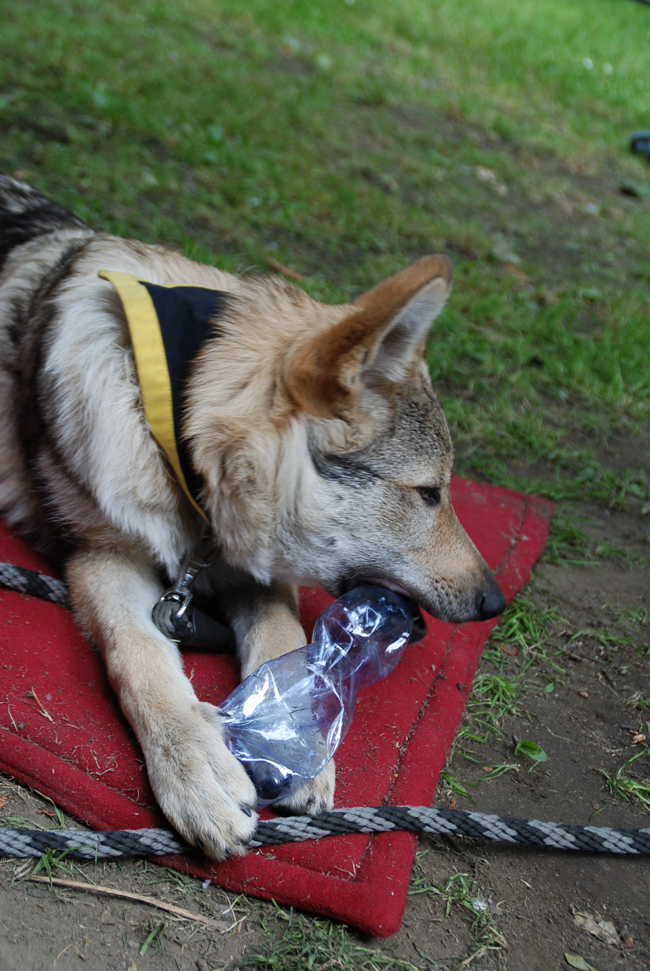 DSC_2025.JPG