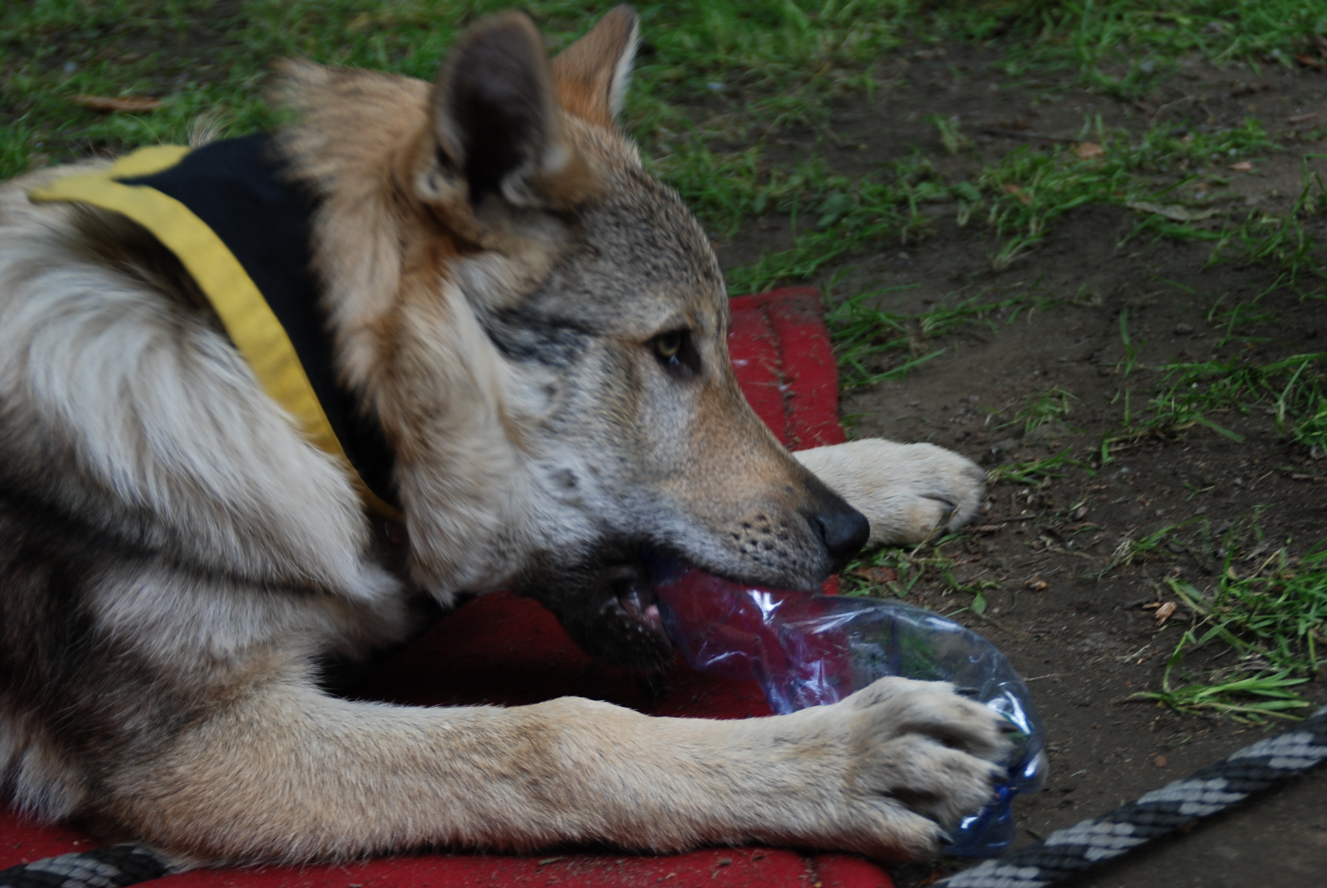 DSC_2023.JPG