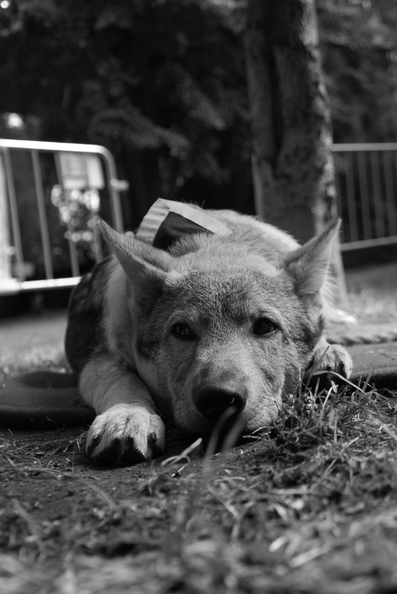 DSC_2065.JPG