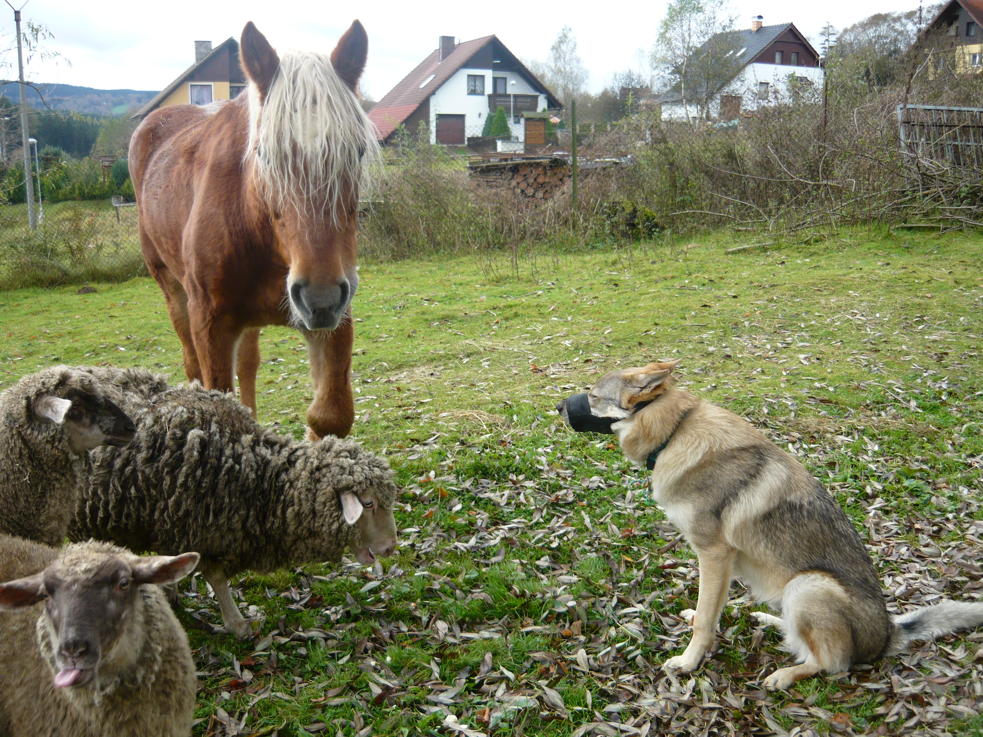 P1010560.JPG
